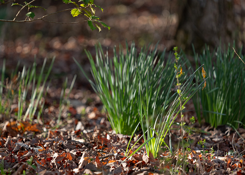 eco eternity forest