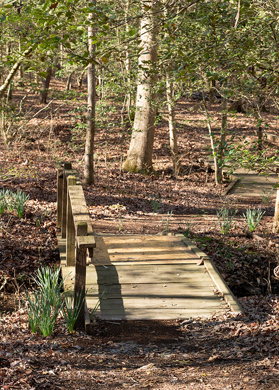 eco eternity forest